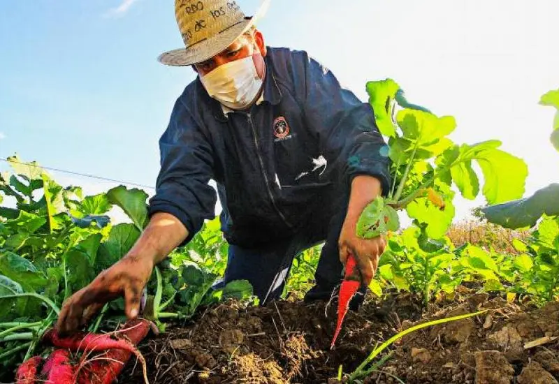 agricultor-cosechando-rabanos