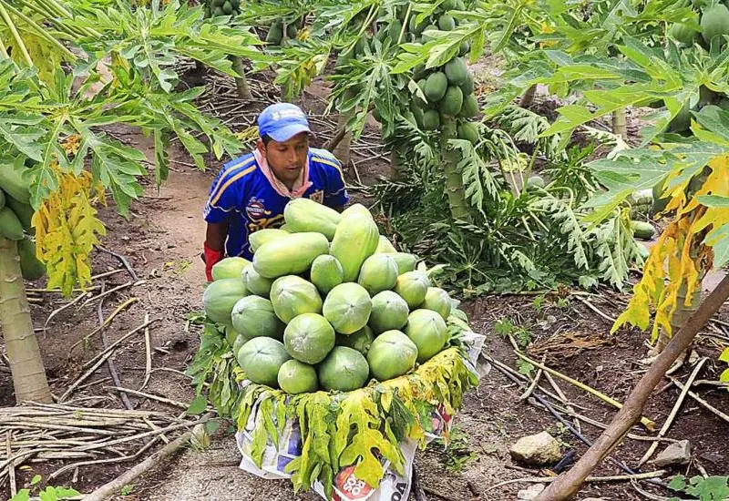 agricultor-de-papaya