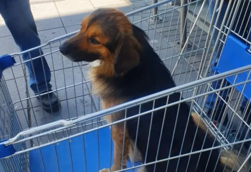 perrito-en-carrito-de-mercado