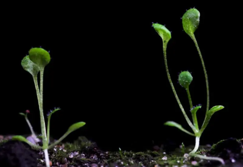 Primera planta en la Luna