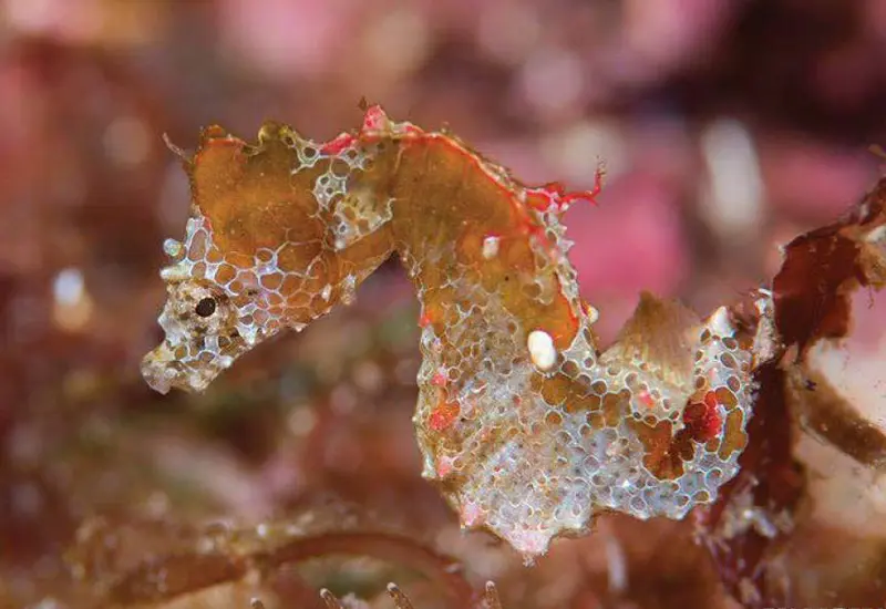 Hippocampus japapigu
