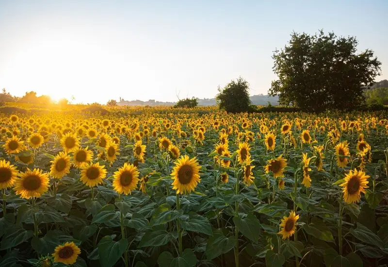 girasoles-campo 