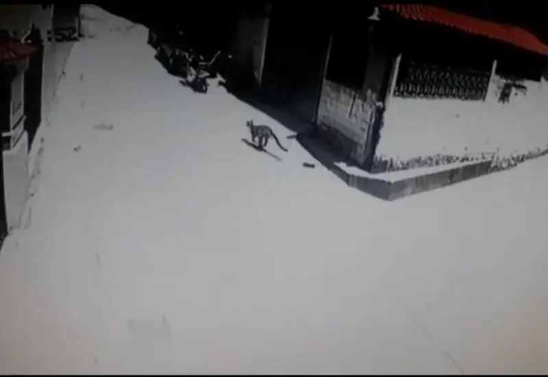 Puma salvaje