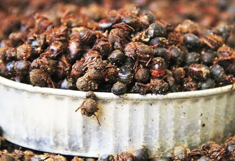 chicatanas 