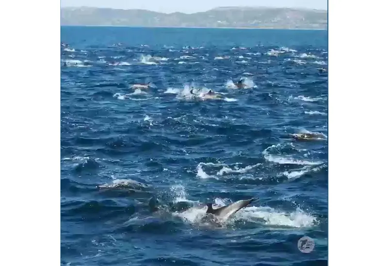 Manada de delfines