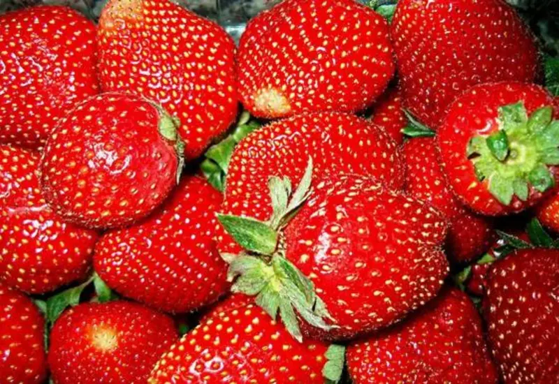 Lote de fresas