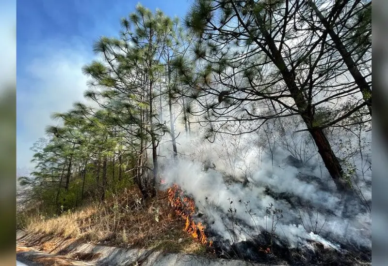 incendio-forestal 
