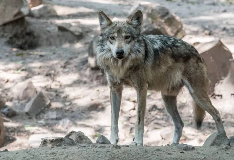 Lobo