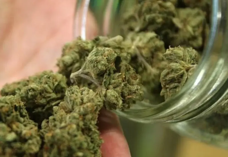 cannabis-mariguana 