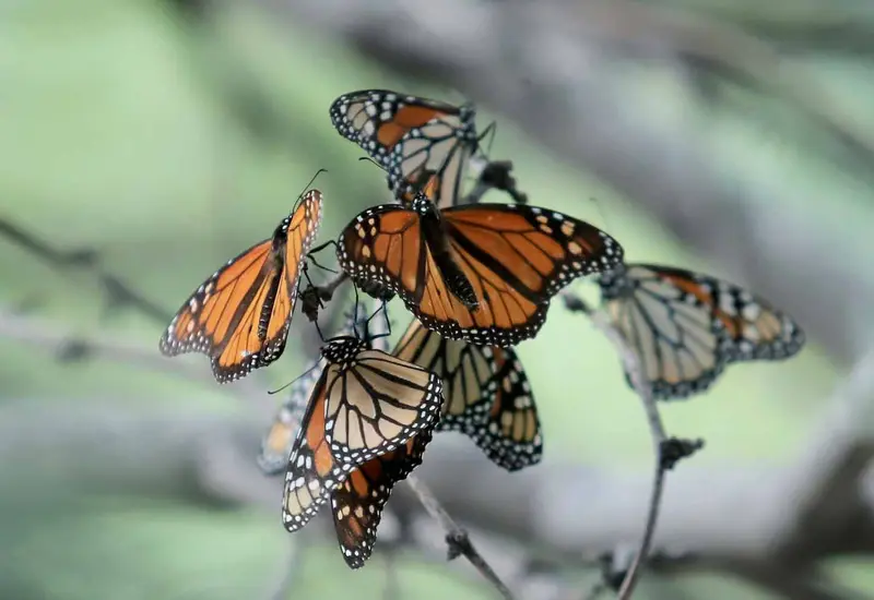 mariposa 