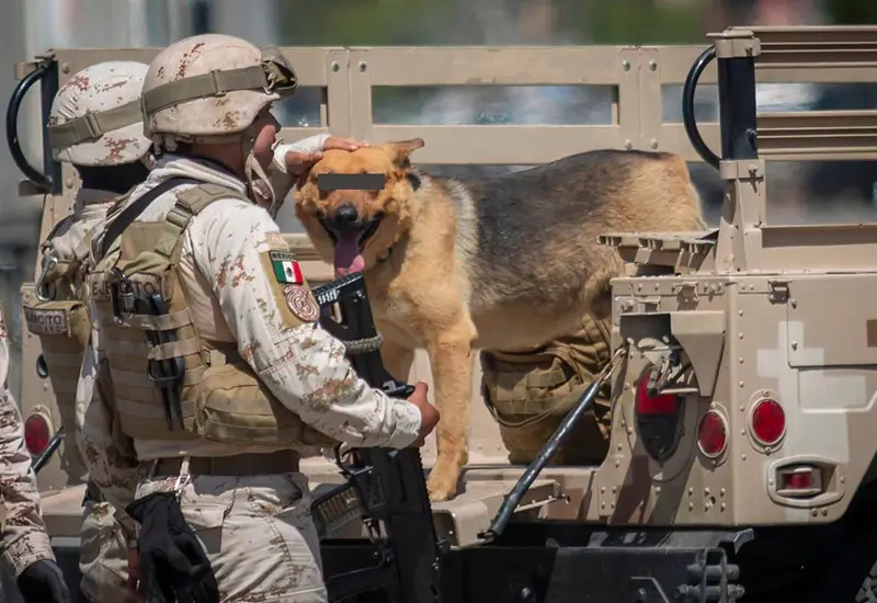 Perro