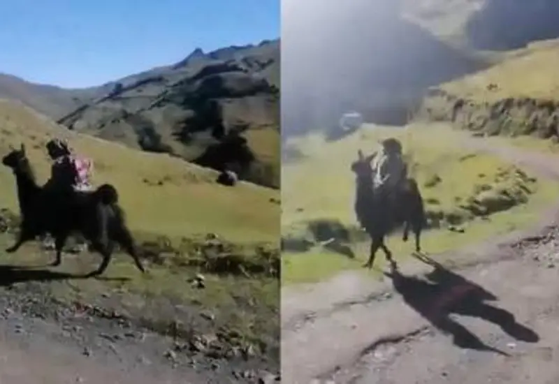 Niño y llama