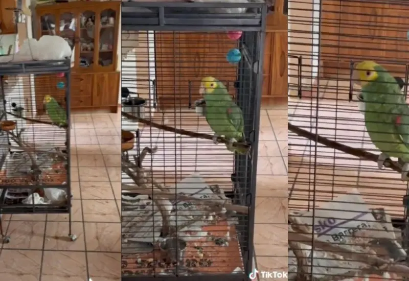 Video de loro se vuelve viral