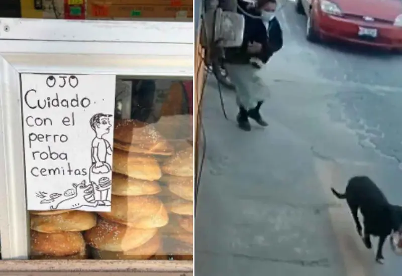 perro-roba-cemitas 