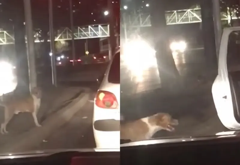 perrito-recatado