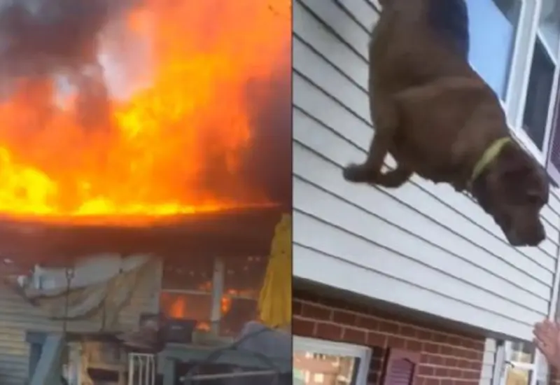Perro escapa de las llamas