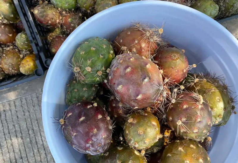 pitayas