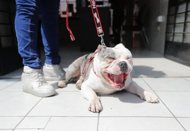 Perro Max