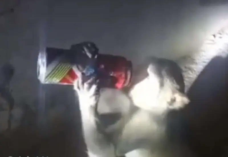 Autoridades informan que trabajan para lograr la captura de un mono para rehabilitarlo pues se cree que padece alcoholismo.