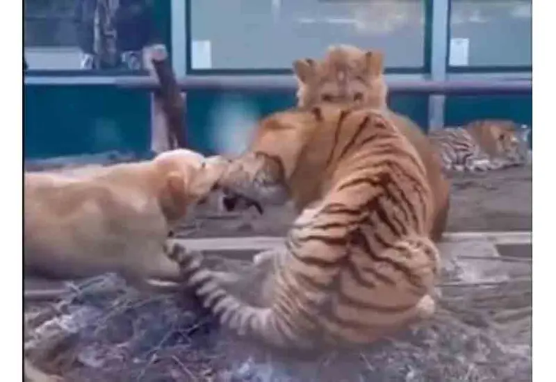 Los animales se encuentran en un zoológico y el perrito ingresa a la jaula sólo para morder a uno de los felinos.