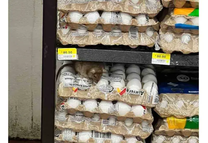 Al parecer el animalito ya es un viejo conocido del supermercado.