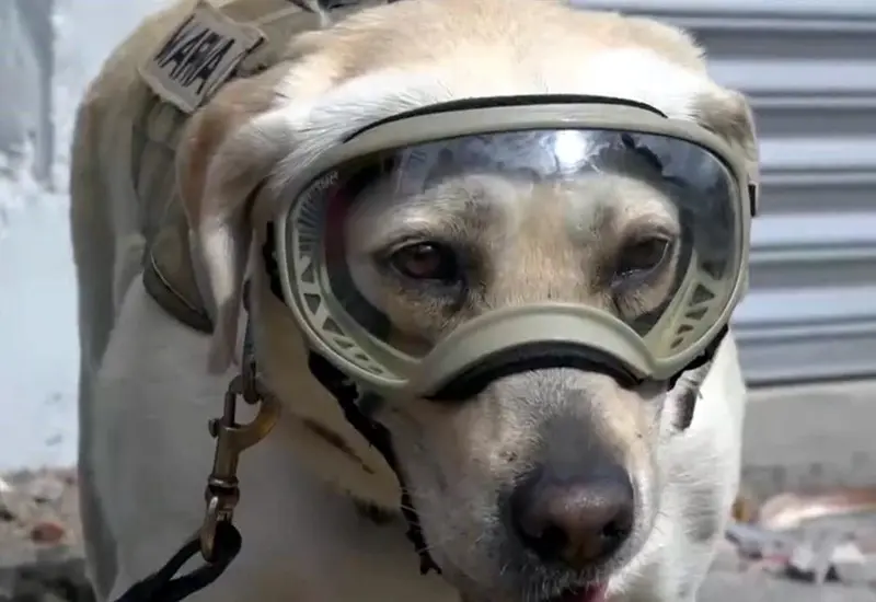 Frida fue una labrador de color miel, que nació el 12 de abril de 2009 en la Unidad Canina de la Secretaría de Marina.