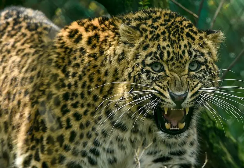 Al parecer el leopardo ya había sido atrapado anteriormente.