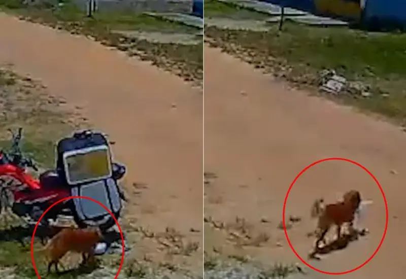 El perro aprovecha un descuido del repartidor para robarle la comida. 