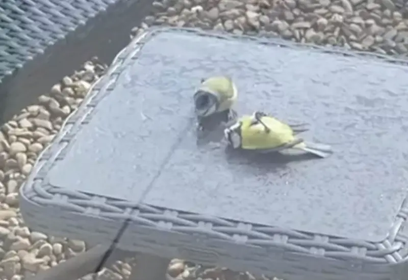 aves