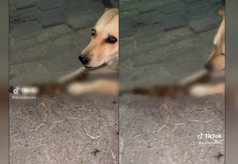 columna_perro