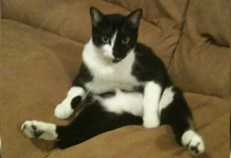 gato-sentado