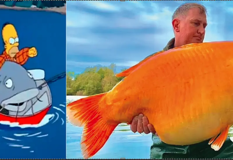 El ejemplar pesa 30 kilos, 13 más que el que se consideraba el pez dorado más grande del mundo capturado en 2019 por Jason Fugate en Minnesota, EU.