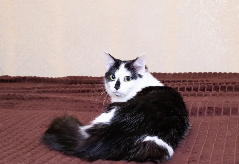 gato 