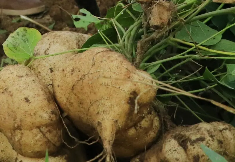 jicama