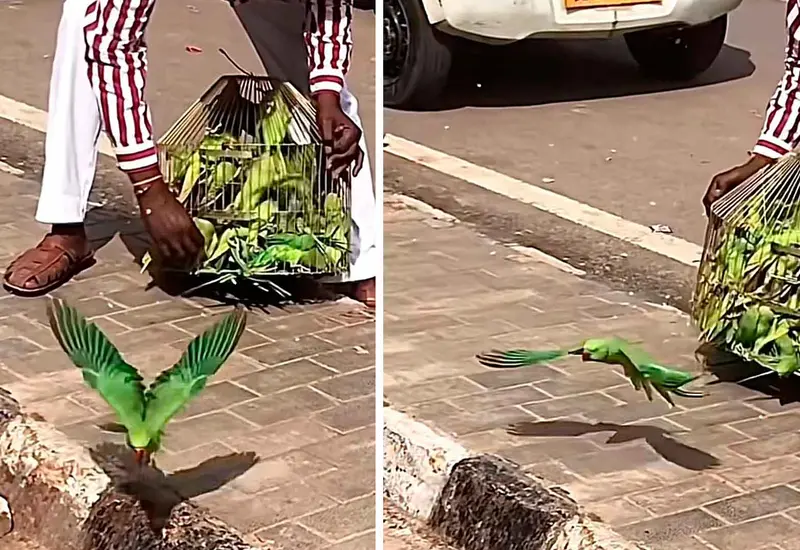 pericos 