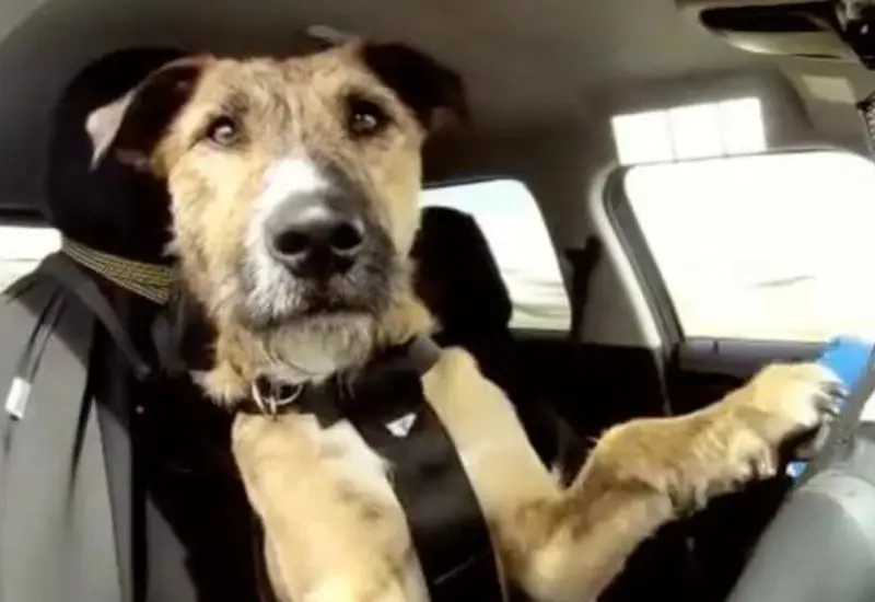 perro_al_volante