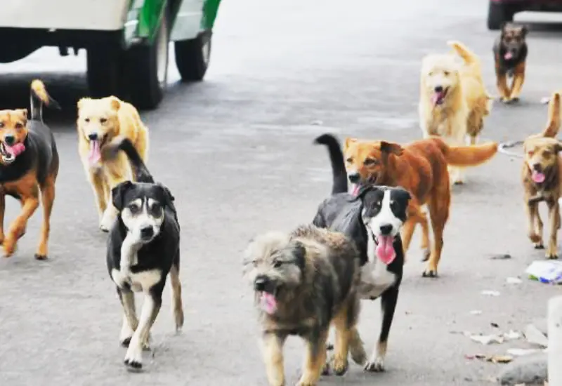 perros_perritos