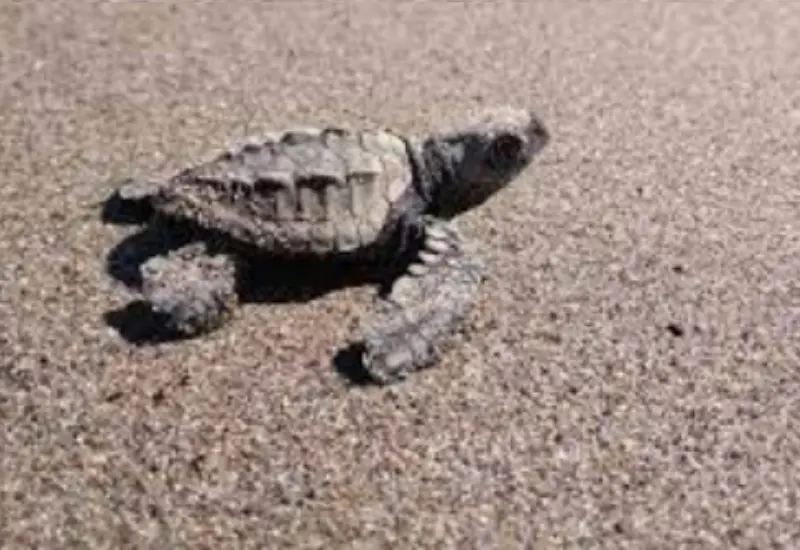 tortuga