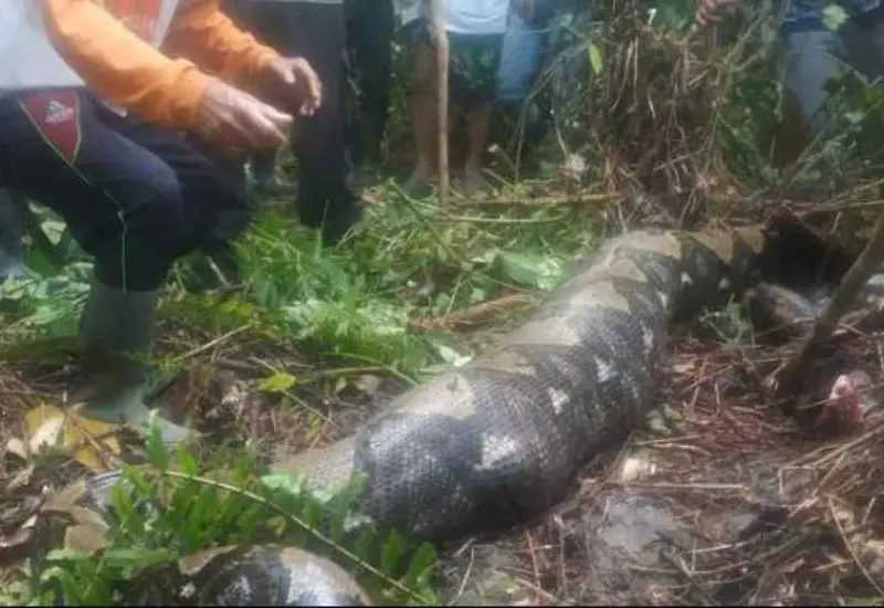 Pobladores atraparon a la serpiente y la sacrificaron, pero grande fue su sorpresa cuando al abrir a animal encontraron el cuerpo de Jahrah, quien murió asfixiada.