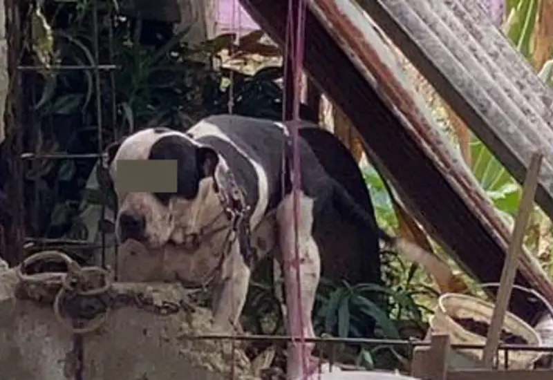 perro_defiende_su_casa