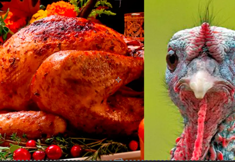 pavo
