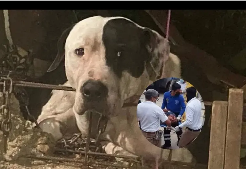 perrito_guardian