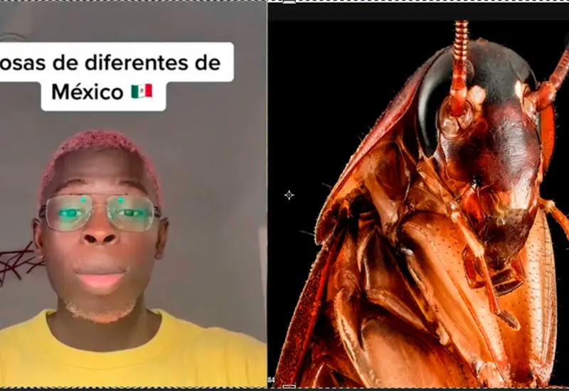 cucarachas_voladoras