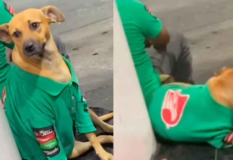 perro-gasolinera 