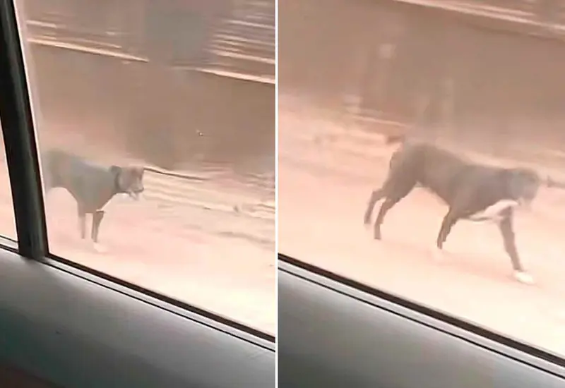 perrito-calle 