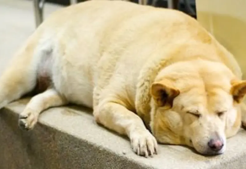 Los perros y gatos también pueden padecer sobrepeso y obesidad, por lo que es responsabilidad de los dueños alimentarlos sanamente.