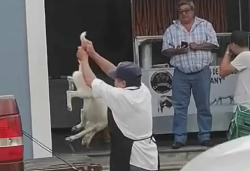 maltrato_animal