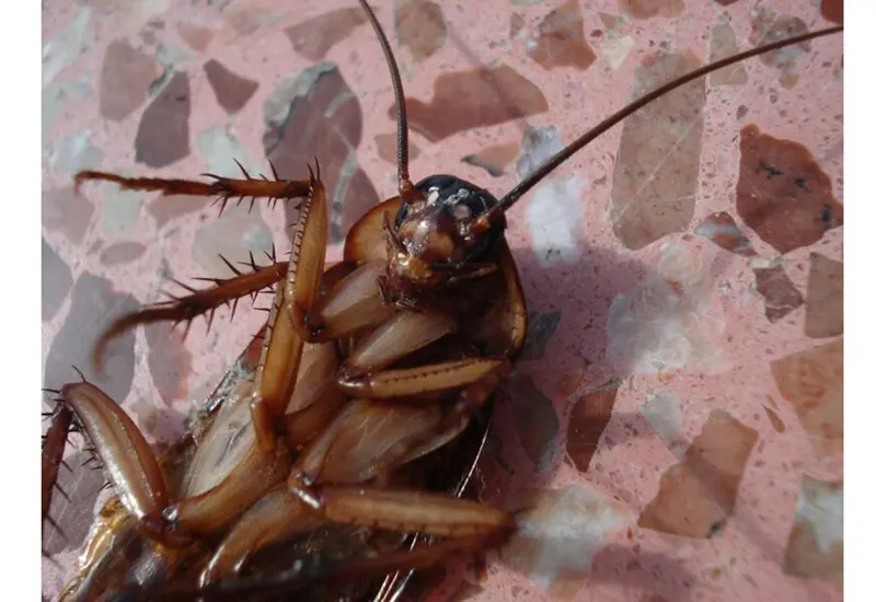 Cucaracha boca arriba