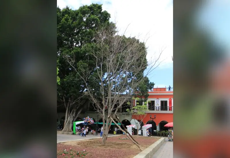 guamuchil_tiene_plaga_de_gusano