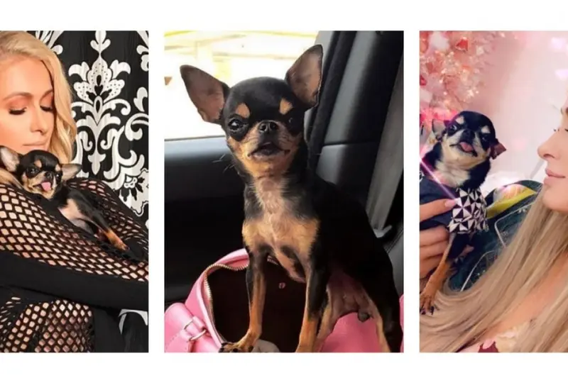 Paris Hilton extravía mascota